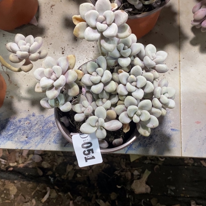 白***云051艾伦多肉植物多肉