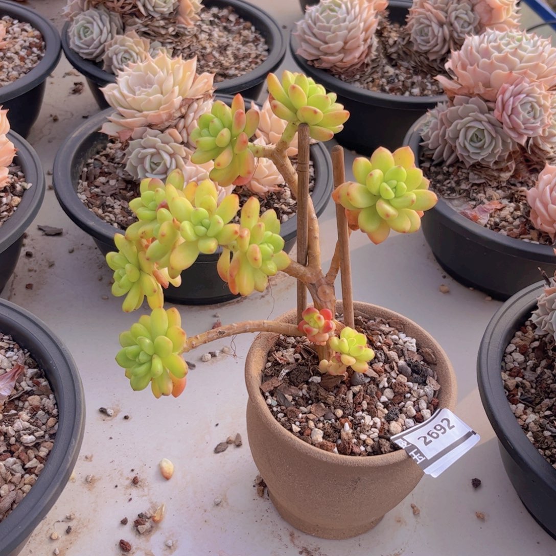 香格里拉朵朵多肉植物2692