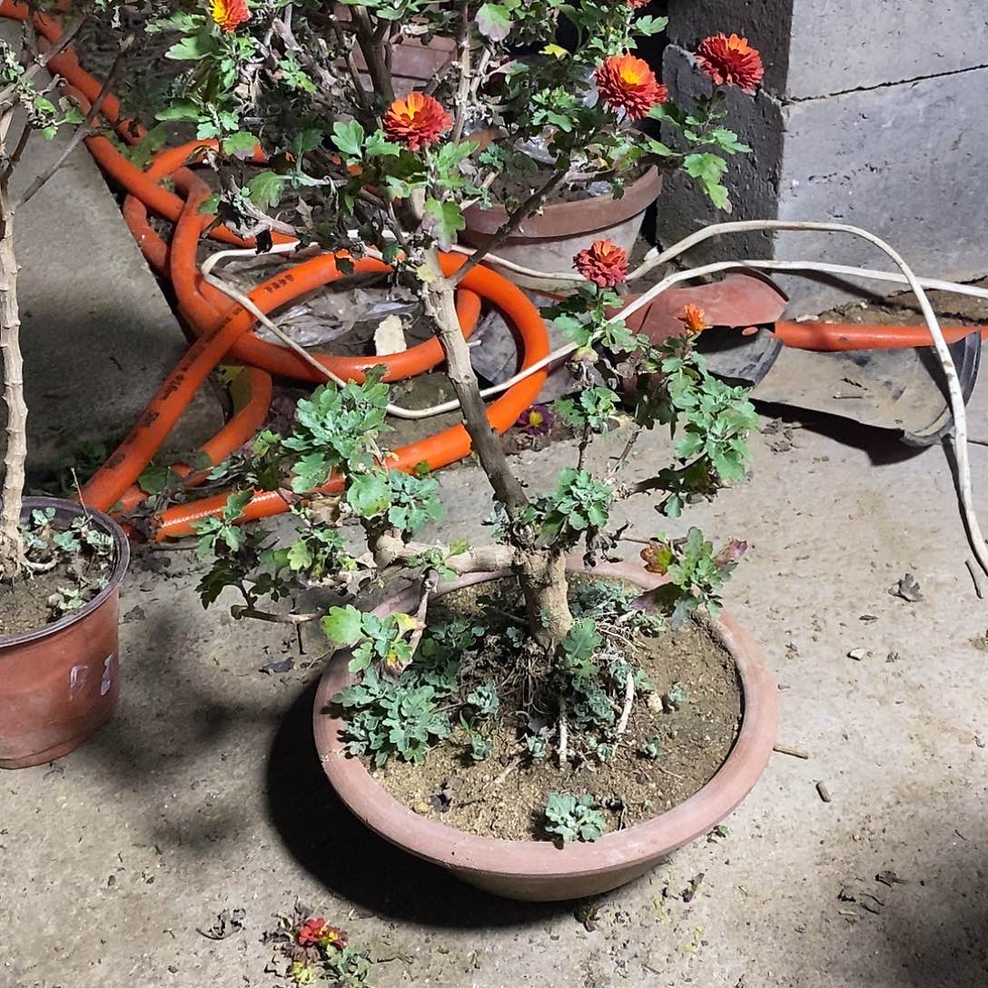 清***莲完全开放菊花布局啊