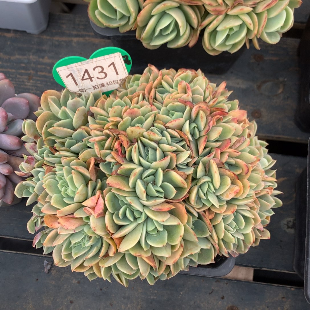 辛娜塔朵朵缀微瑕疵1431