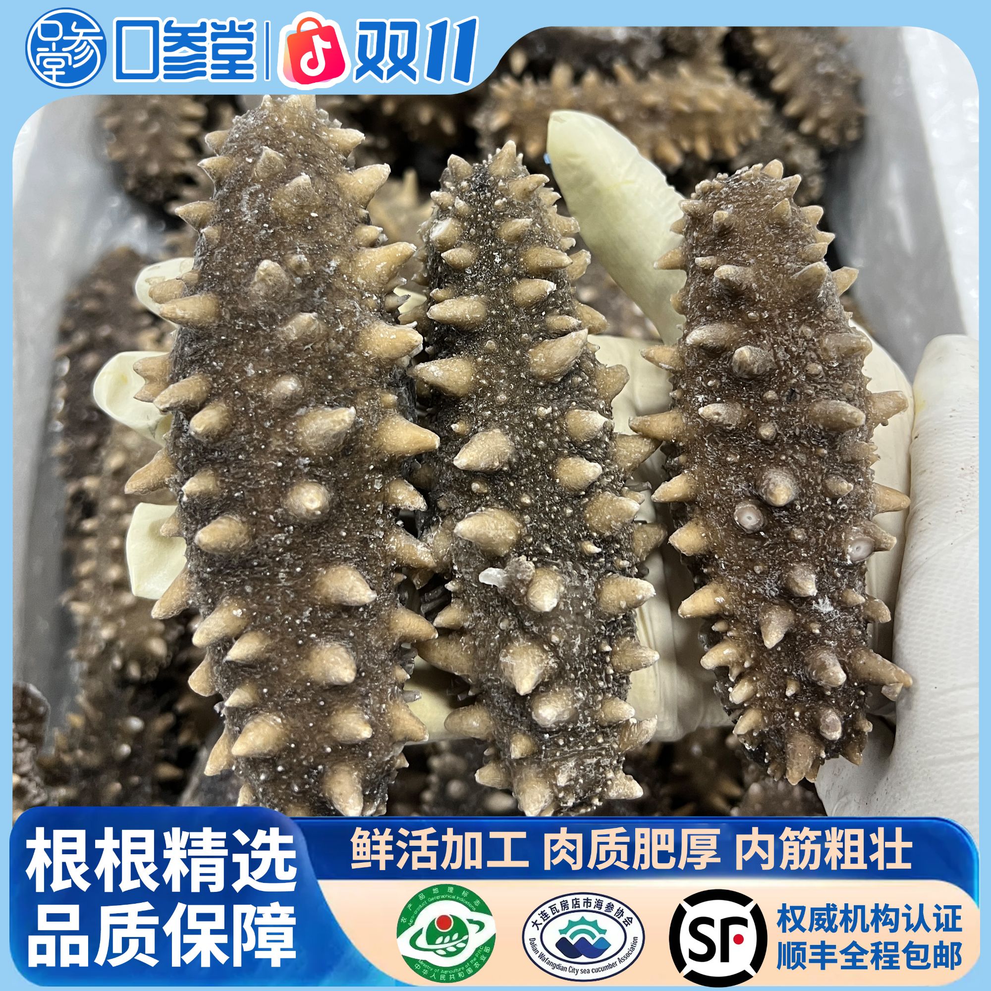 【鲜食海参】正宗大连海参5-6头 源头工厂直供 
