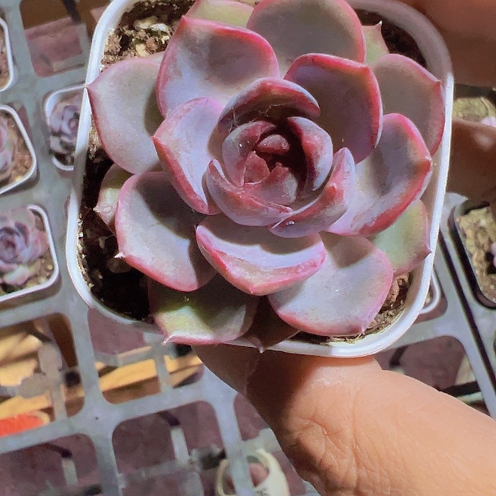 黑橙精品多肉植物大战