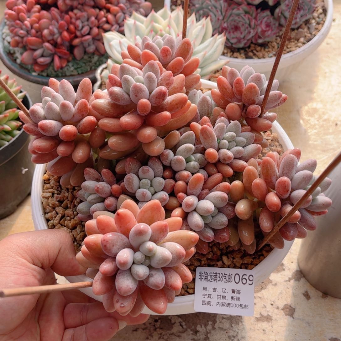 069粉恋德华多肉