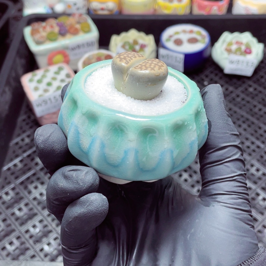 w9156--零下地区拍保温箱，-15度支持寄养