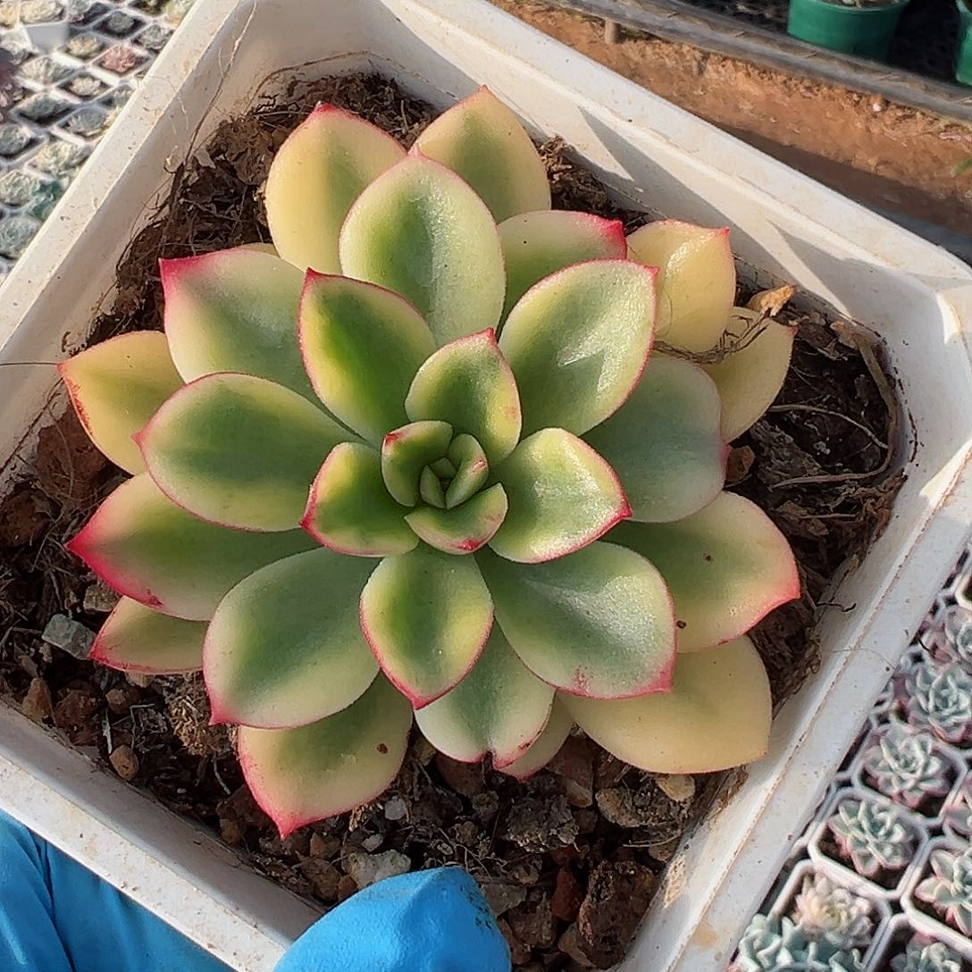 紫梦锦，覆轮锦多肉植物