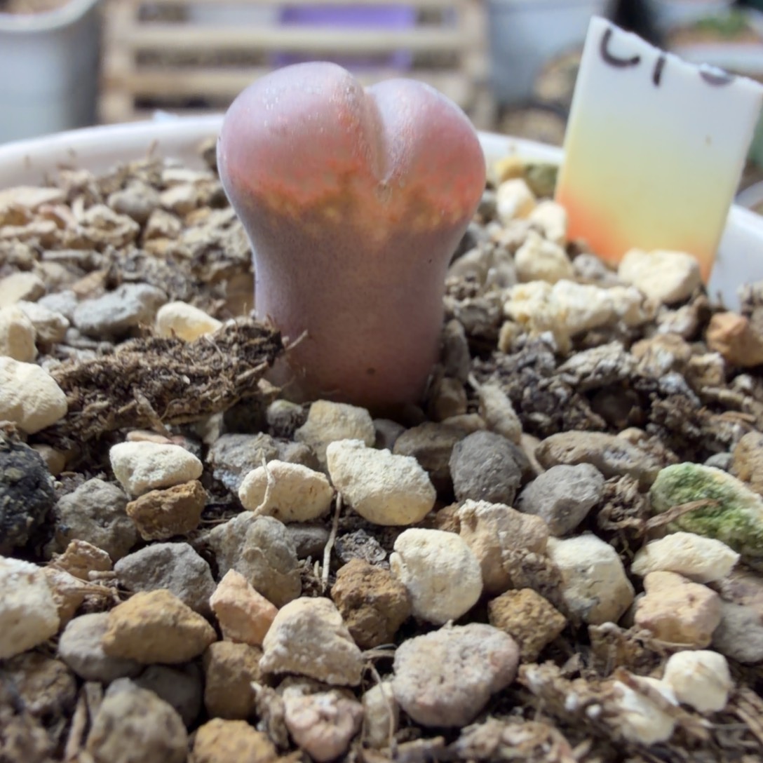 L***g下播福利839号c10