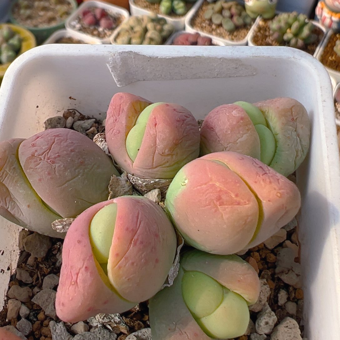 62多肉植物百科知识