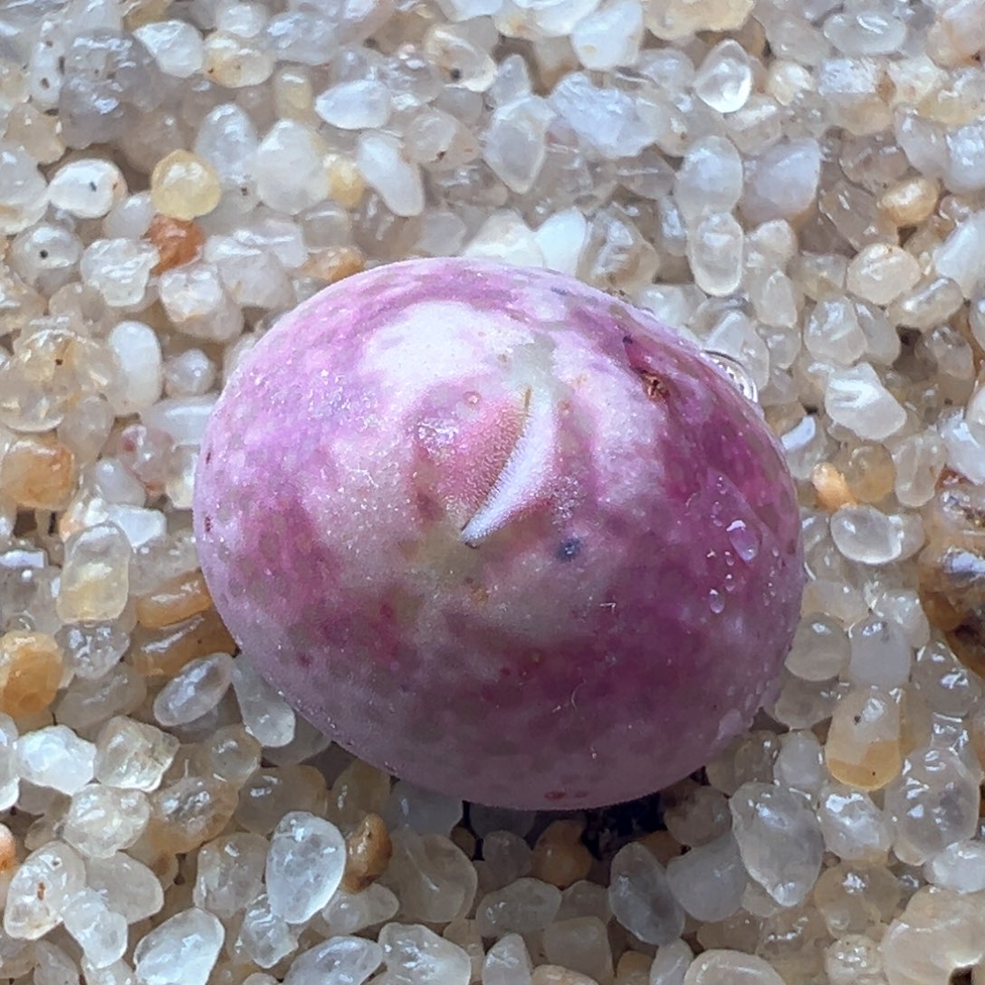 237。青蛙优选原始八重杂