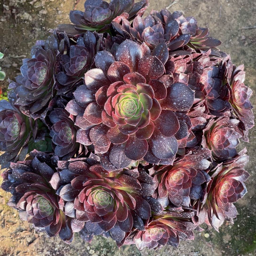 140黑魔精品法师多肉