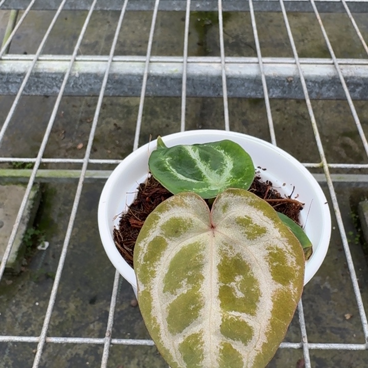 完全开放1号粉柠檬