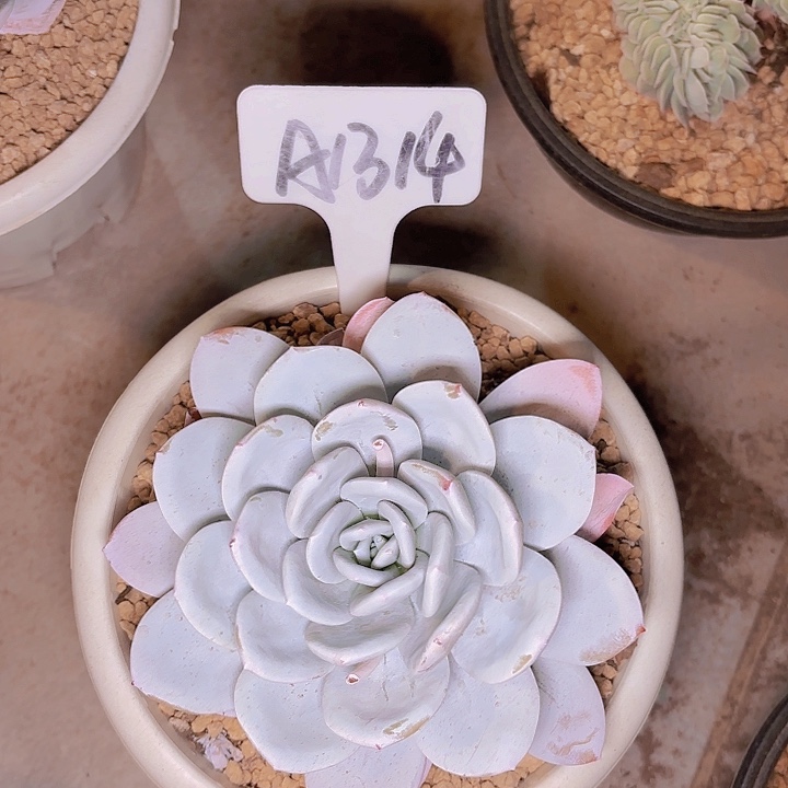 雪莲一物一拍A1314......