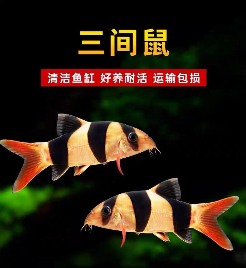 三间鼠，清缸神器，龙鱼配鱼，包邮包活到家