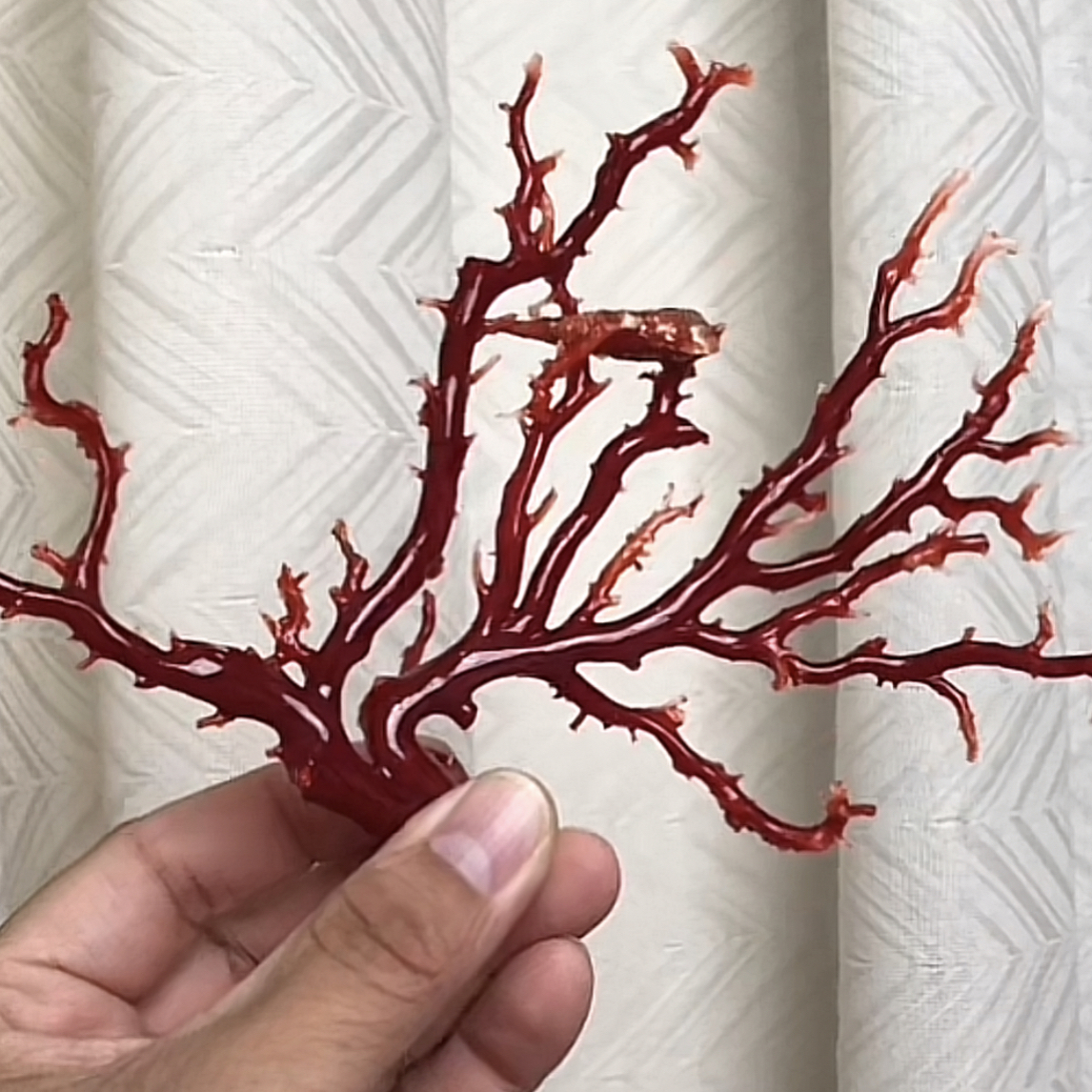 aka珊瑚树一个、-