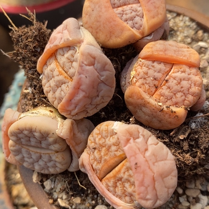 2341拿铁2颗一组一组