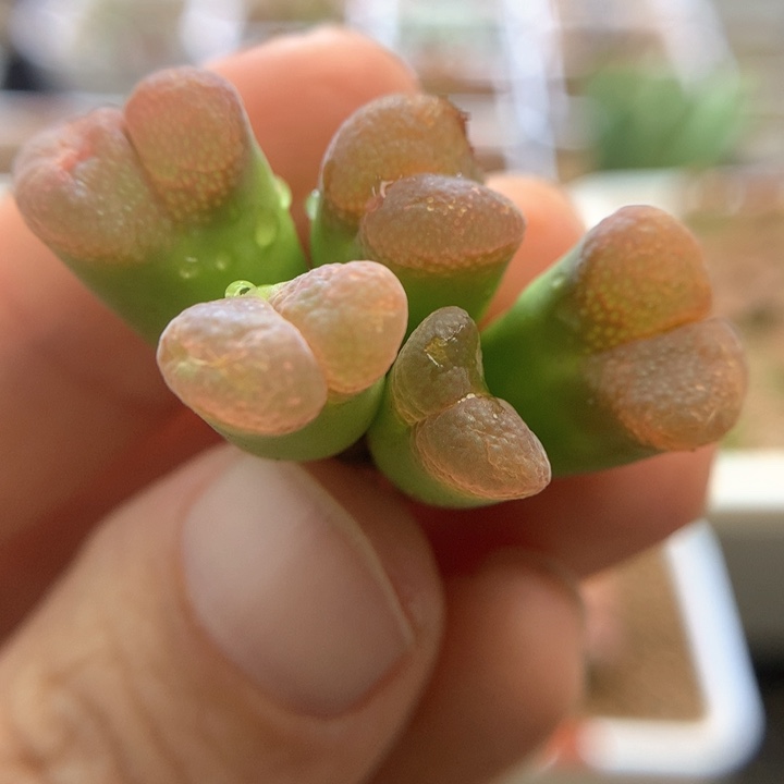 002特特特特 肉锥植物