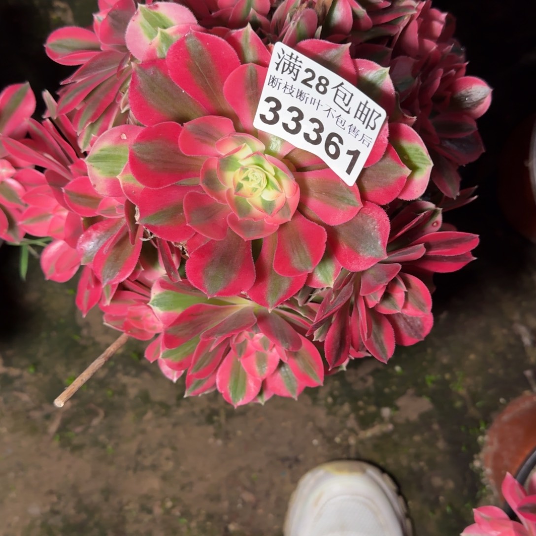 33361女巫多肉植物