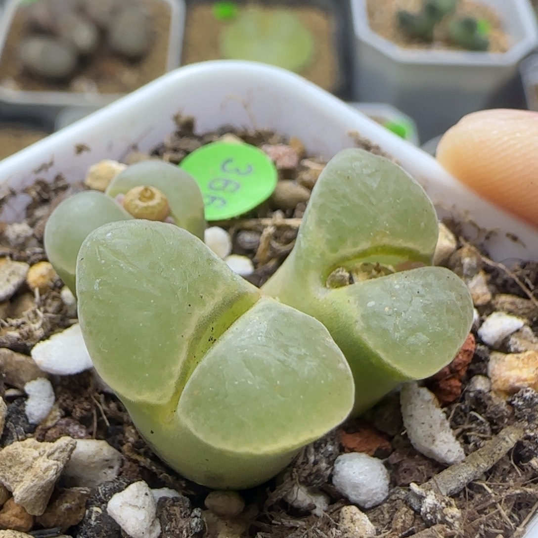 漂漂亮亮多肉植物366