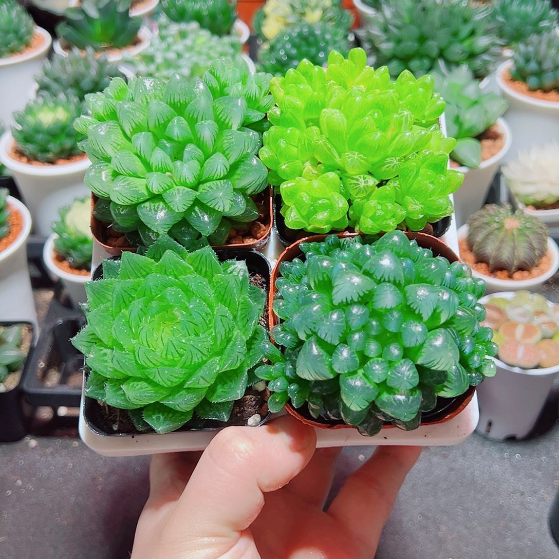 樱水晶姬玉露群雪花水晶草原盆土