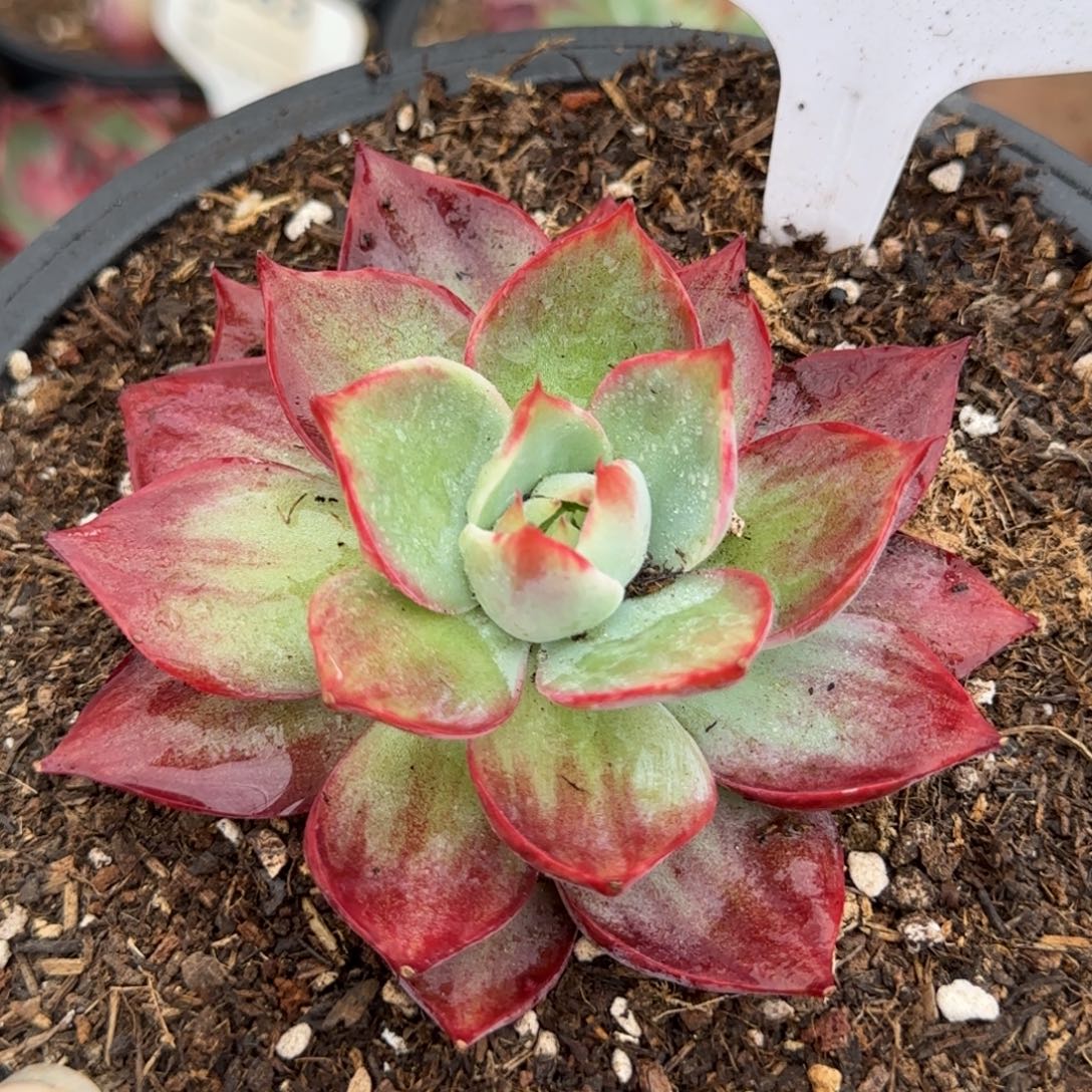 惊鸿一物一拍包装收缩花旱368