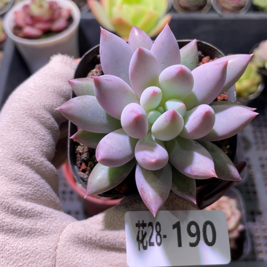 花利美28-190奶瓶