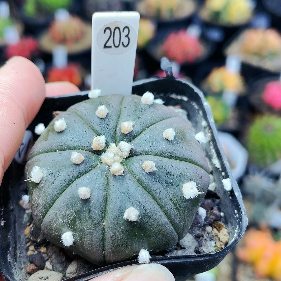 非偏远地区满25裸根发货仙人球