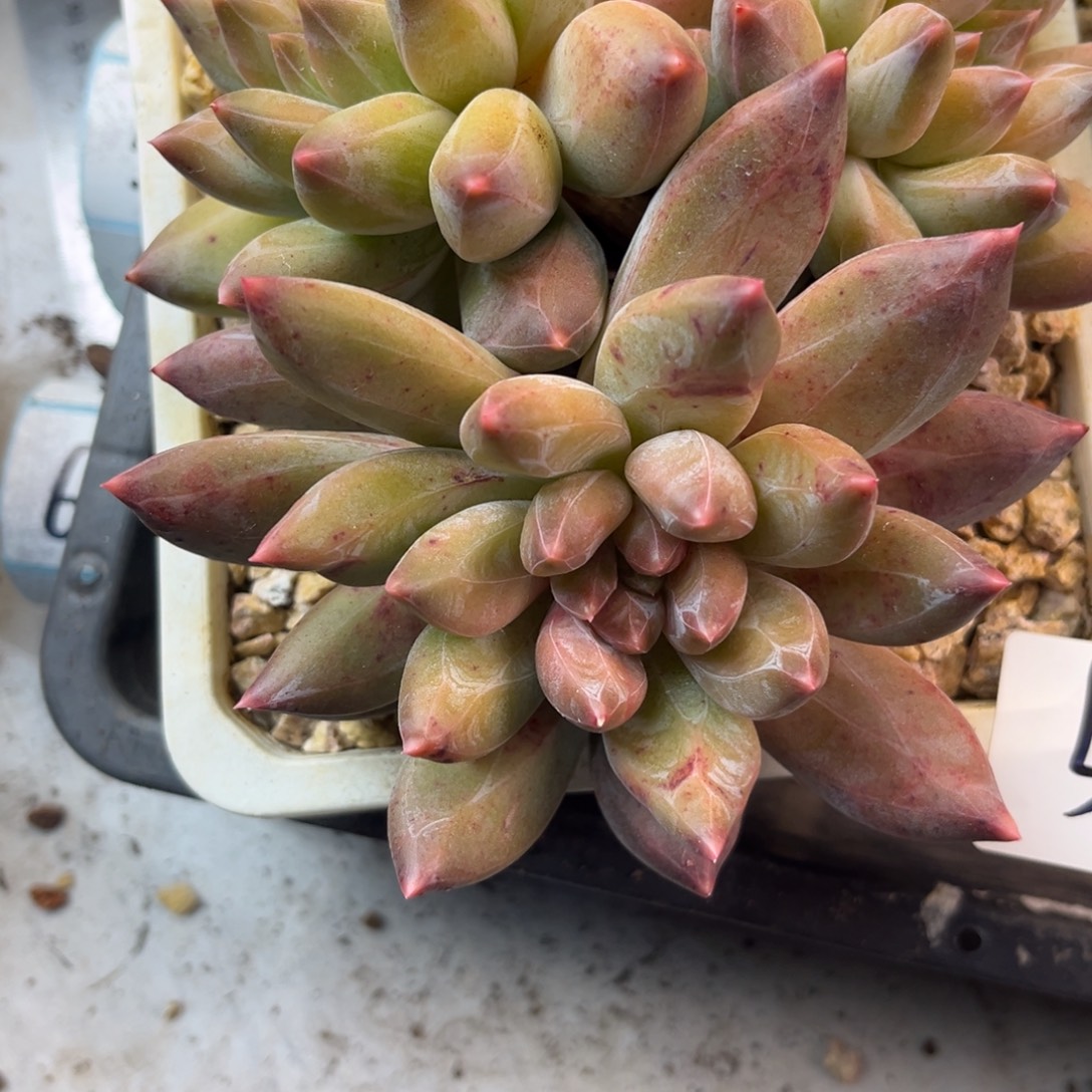 春***冬1.2-57重楼三头老桩群生