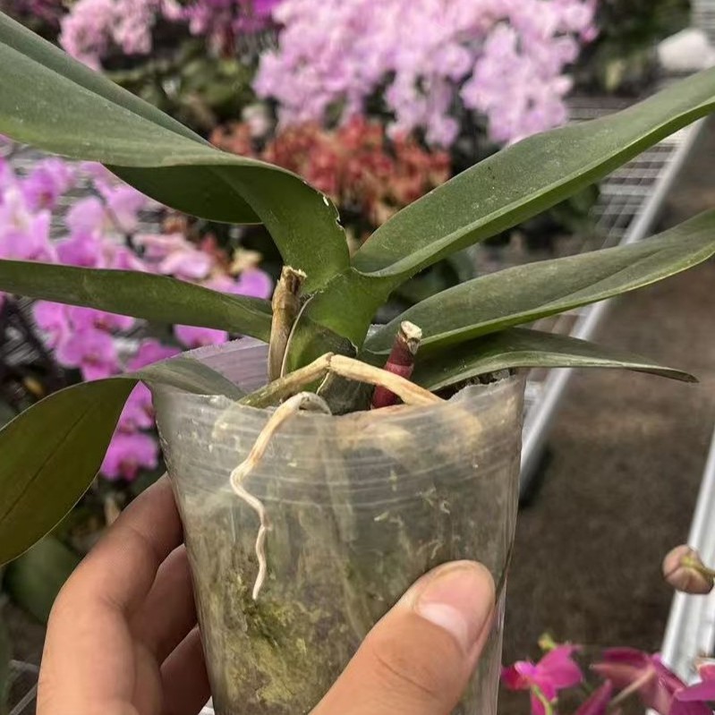 花有情兰谷【蝴蝶兰盆】蝴蝶兰花卉