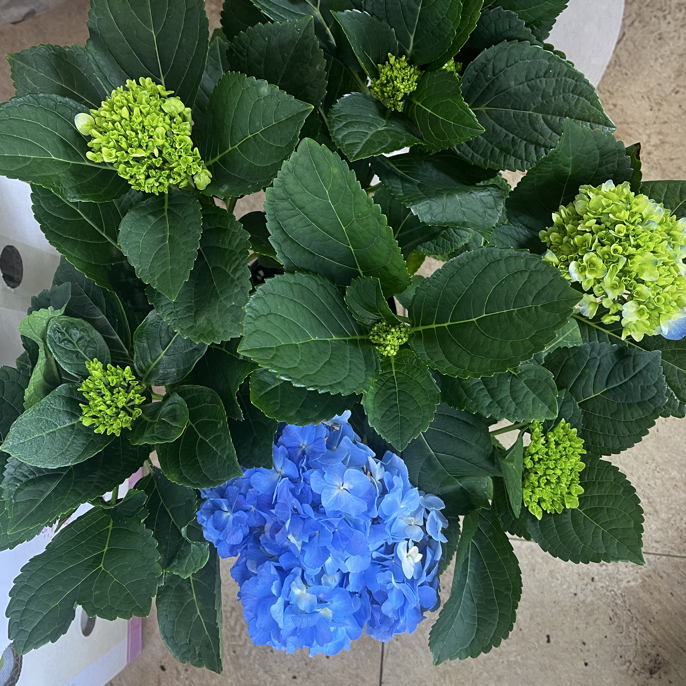 碧玉新老枝开花易养护绣球花