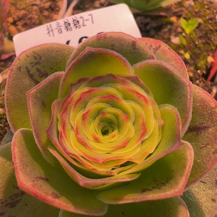 帕美土豪框x绝色x各种 t603 多肉