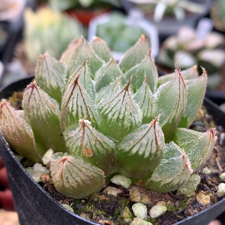 白狐狸，带盆土发货