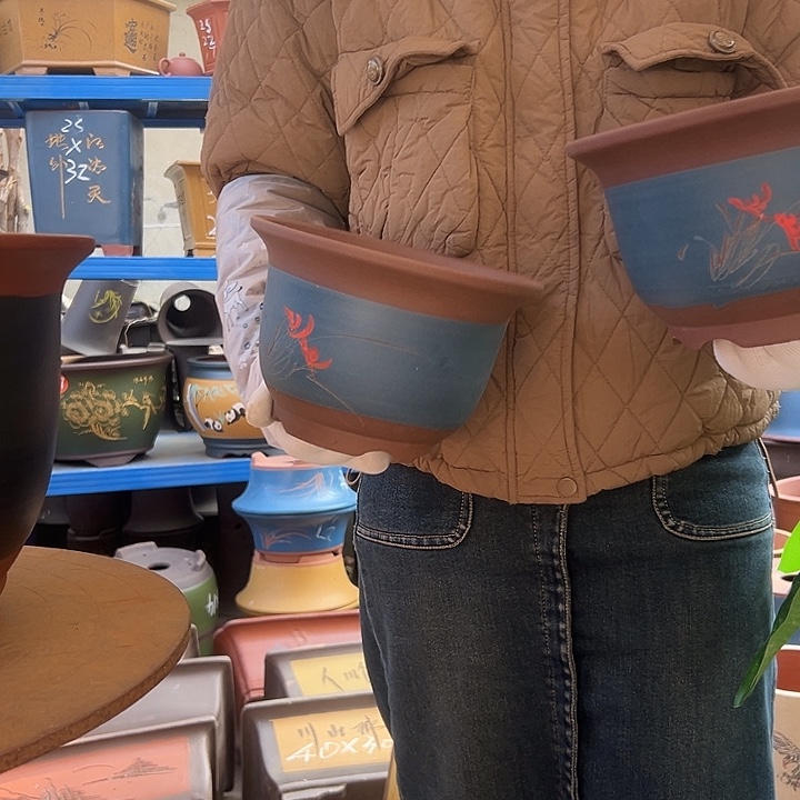 20+20蓝点菜平角金钟花盆花盆