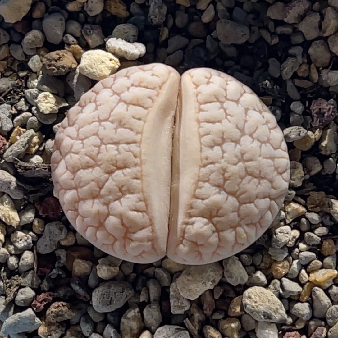 4960白底蜜纹189球体尺寸2.8