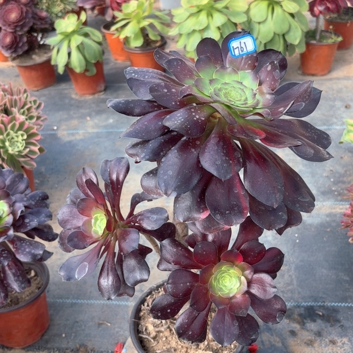 巫毒法师多肉1761法师