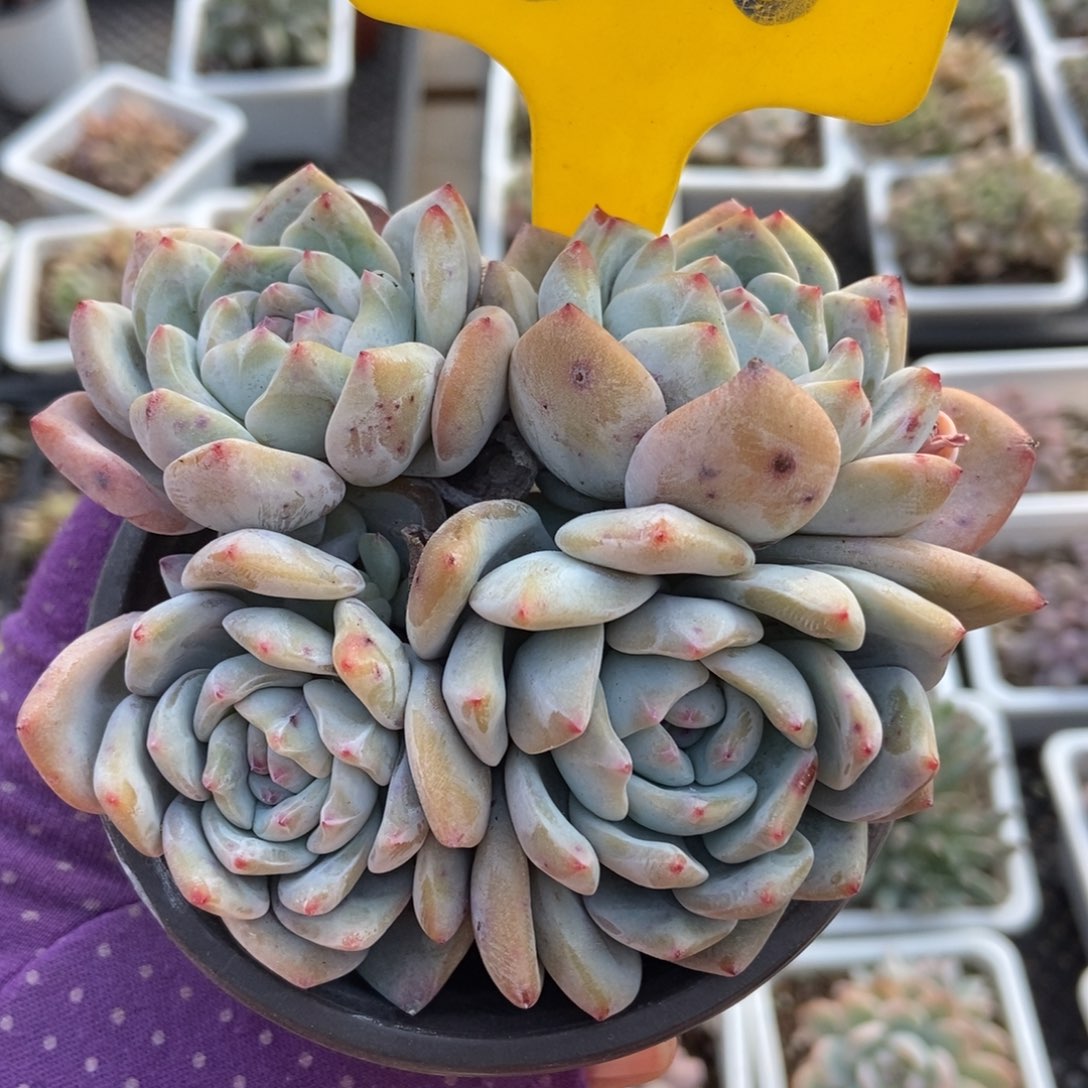 820橙子多肉植物多肉