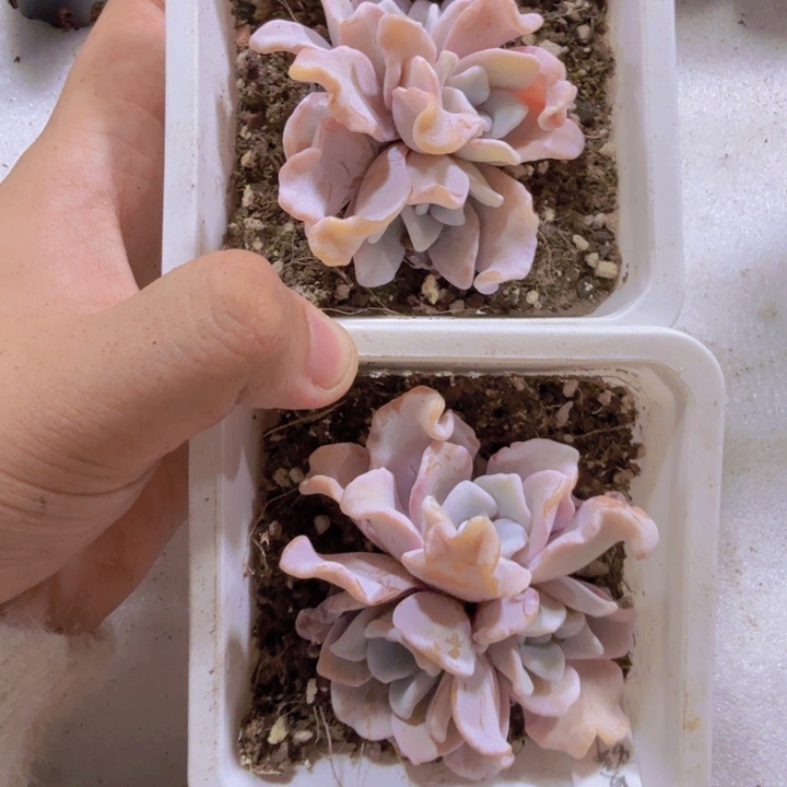 粉饺子皮十厘米盆一颗