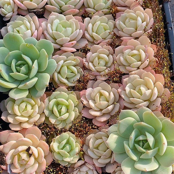 167 多肉植物盆栽花卉盆栽植物