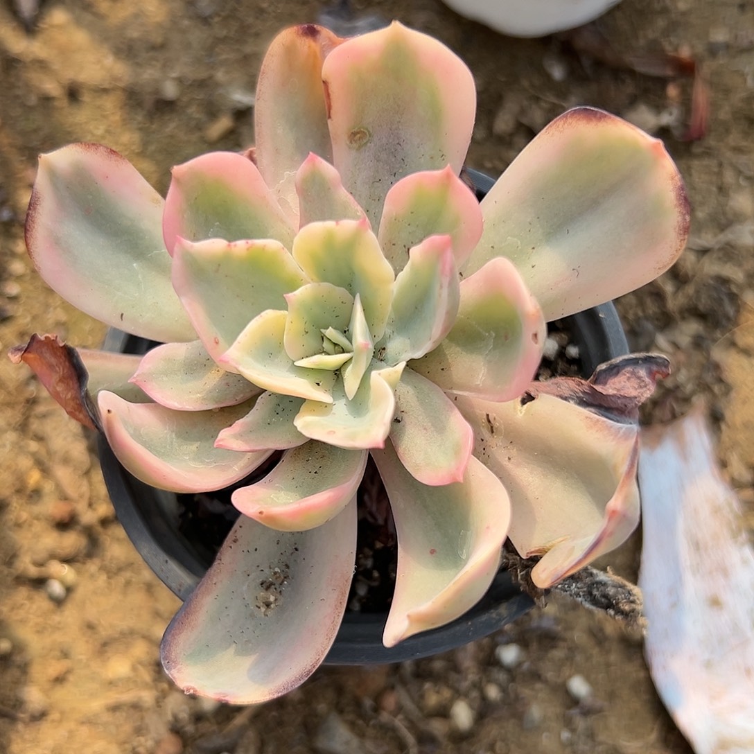 多肉植物伯克利锦