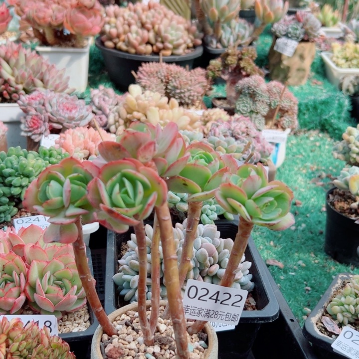 幸运的是我还在努力的生活