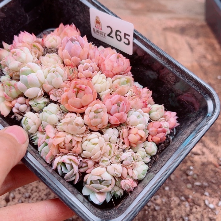 多肉植物多肉植物