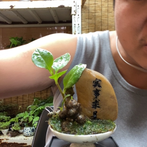 红陶一物一拍所见即所得58