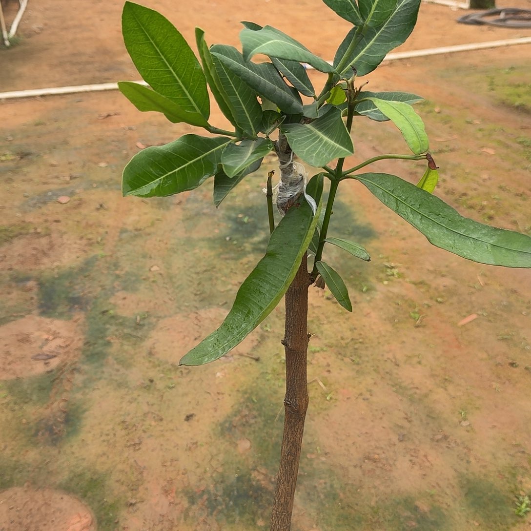 夏***燕当前无花栽培后可以开花非洲