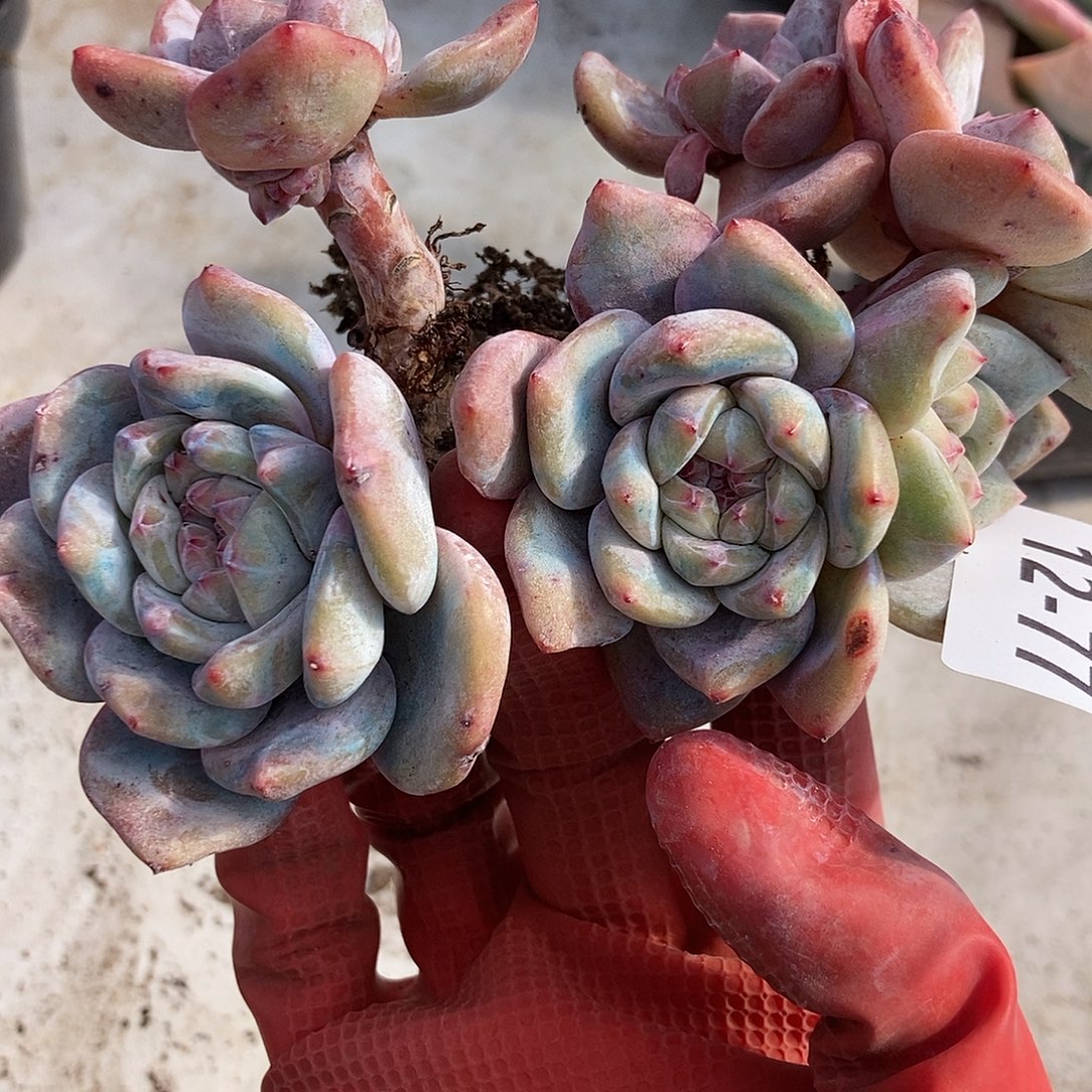 12-77 一物一拍不退不换退款拉黑