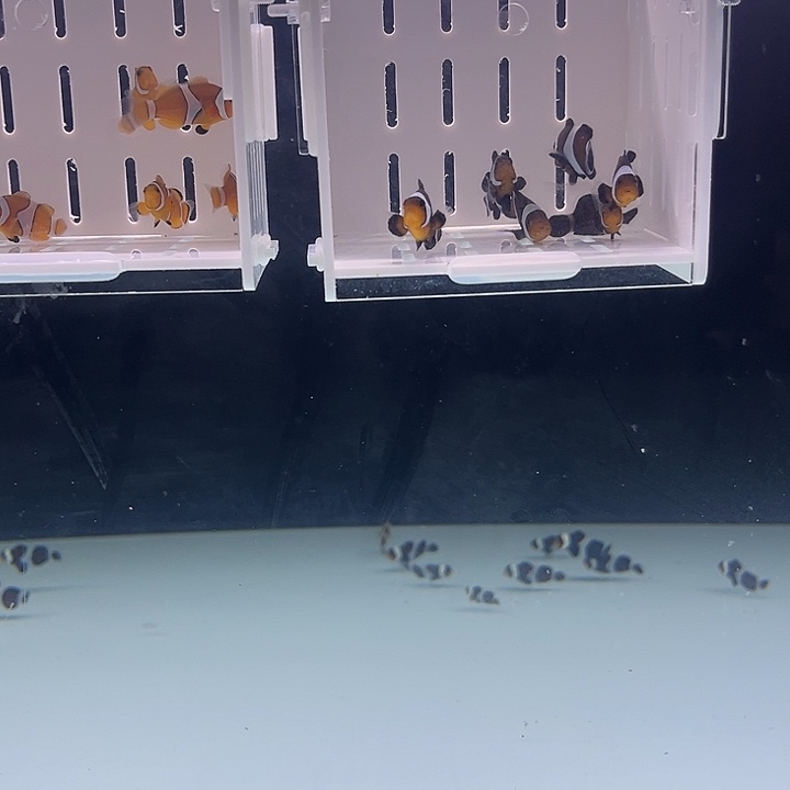 海水鱼6条奥黑小丑鱼^_^