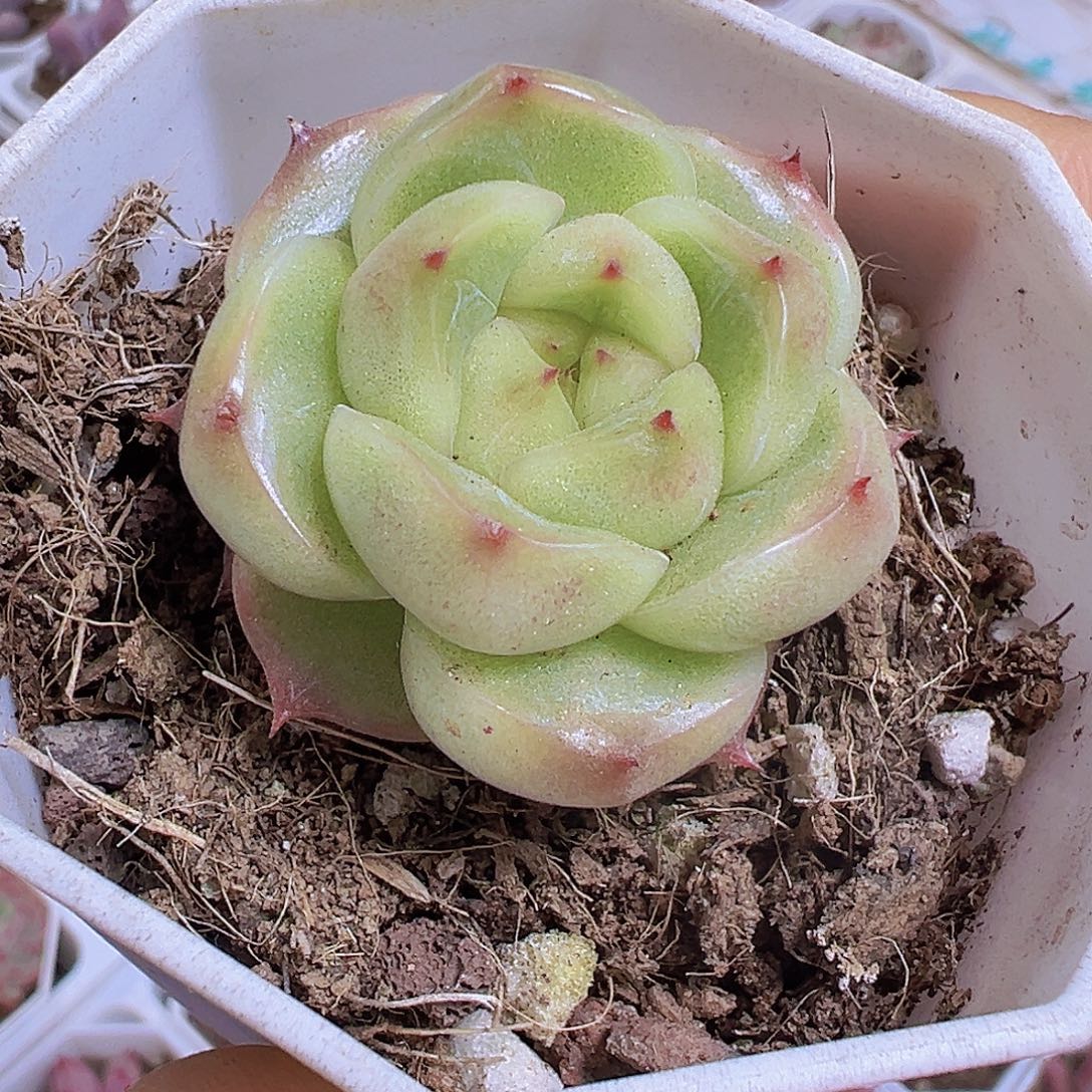 灯泡珍妮19包邮多肉