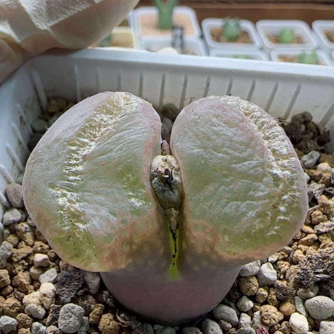 1-12-2-3大型翻窗红风铃3.4cm多肉脱土