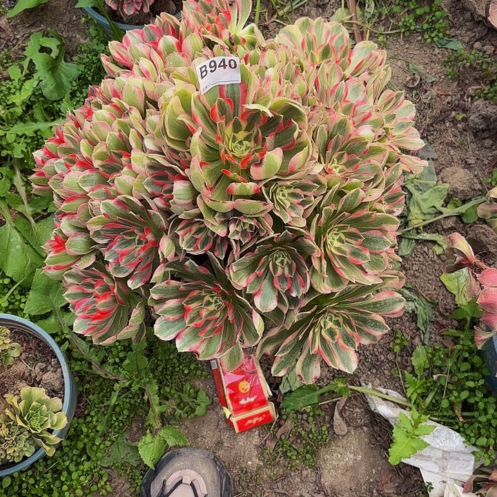 女郎3-16-940偏远不包邮