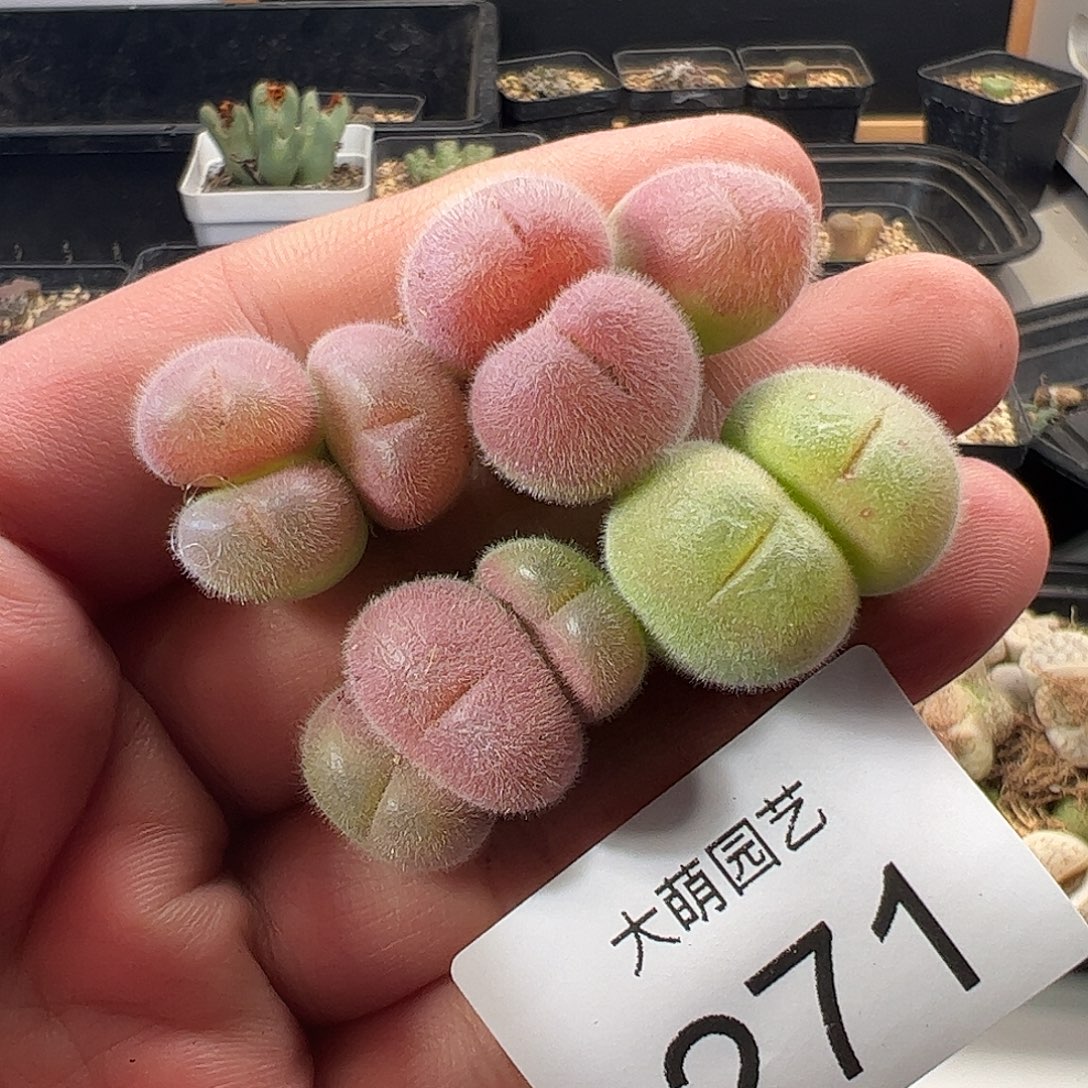 一物一拍。       271