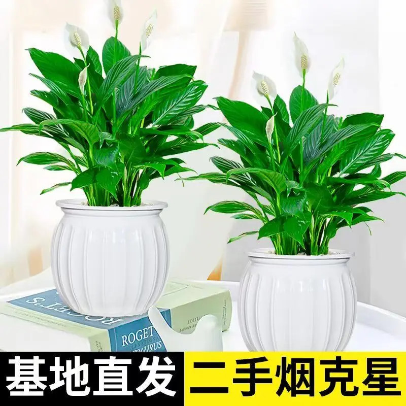 白掌盆栽一帆风顺水培植物室内好养花卉大盆绿植水养红掌四季易活