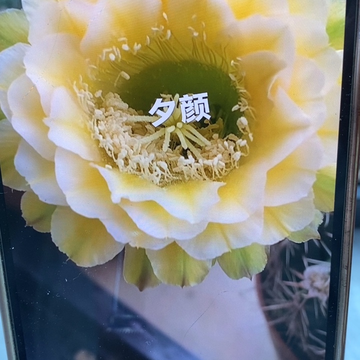 彩草绿黄白7.5公分左右