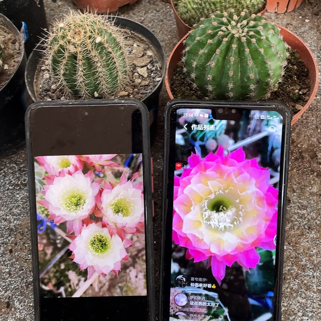 习****惯Cc158和马丙